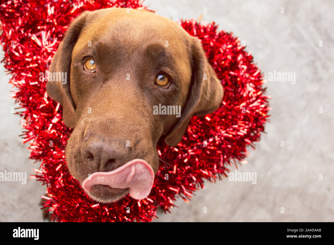 Chocolate labrador dog wearing a heart shape Valentine's tinsel
