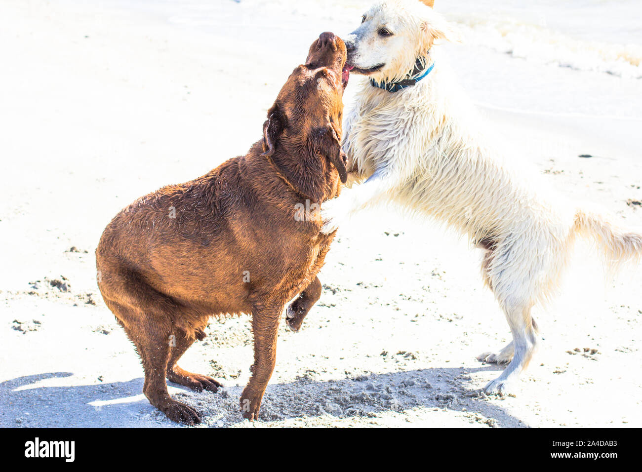 chocolate lab and golden retriever puppies