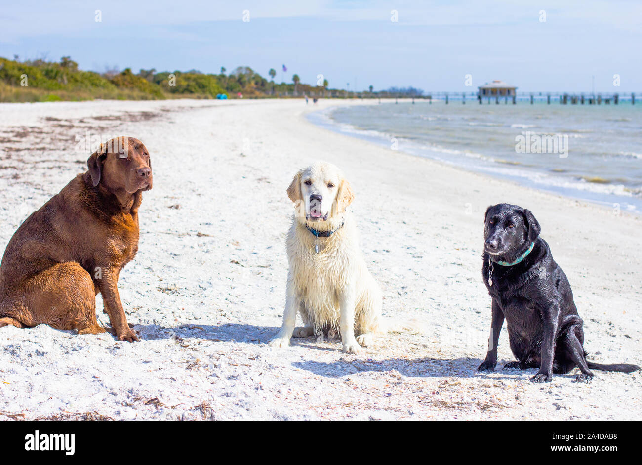 Three labrador retriever dogs sitting on beach, United States Stock Photo