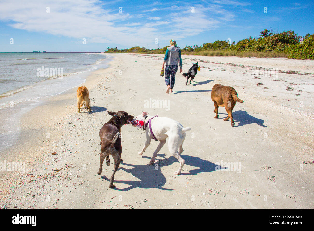 Woman walking on beach with five dogs, United States Stock Photo
