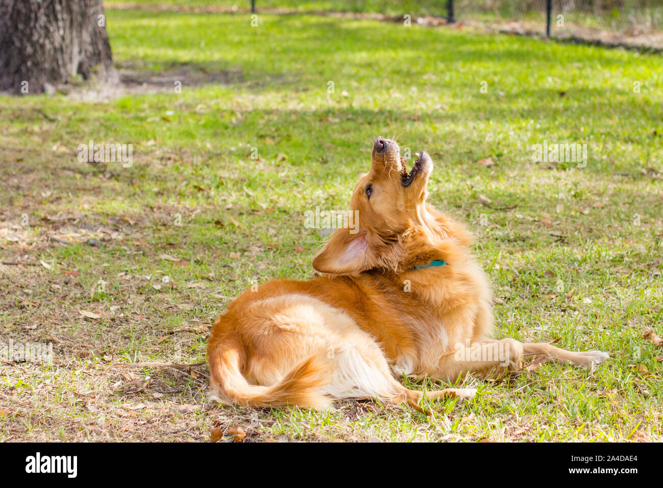 Golden retriever lying on grass in a park, United States Stock Photo ...