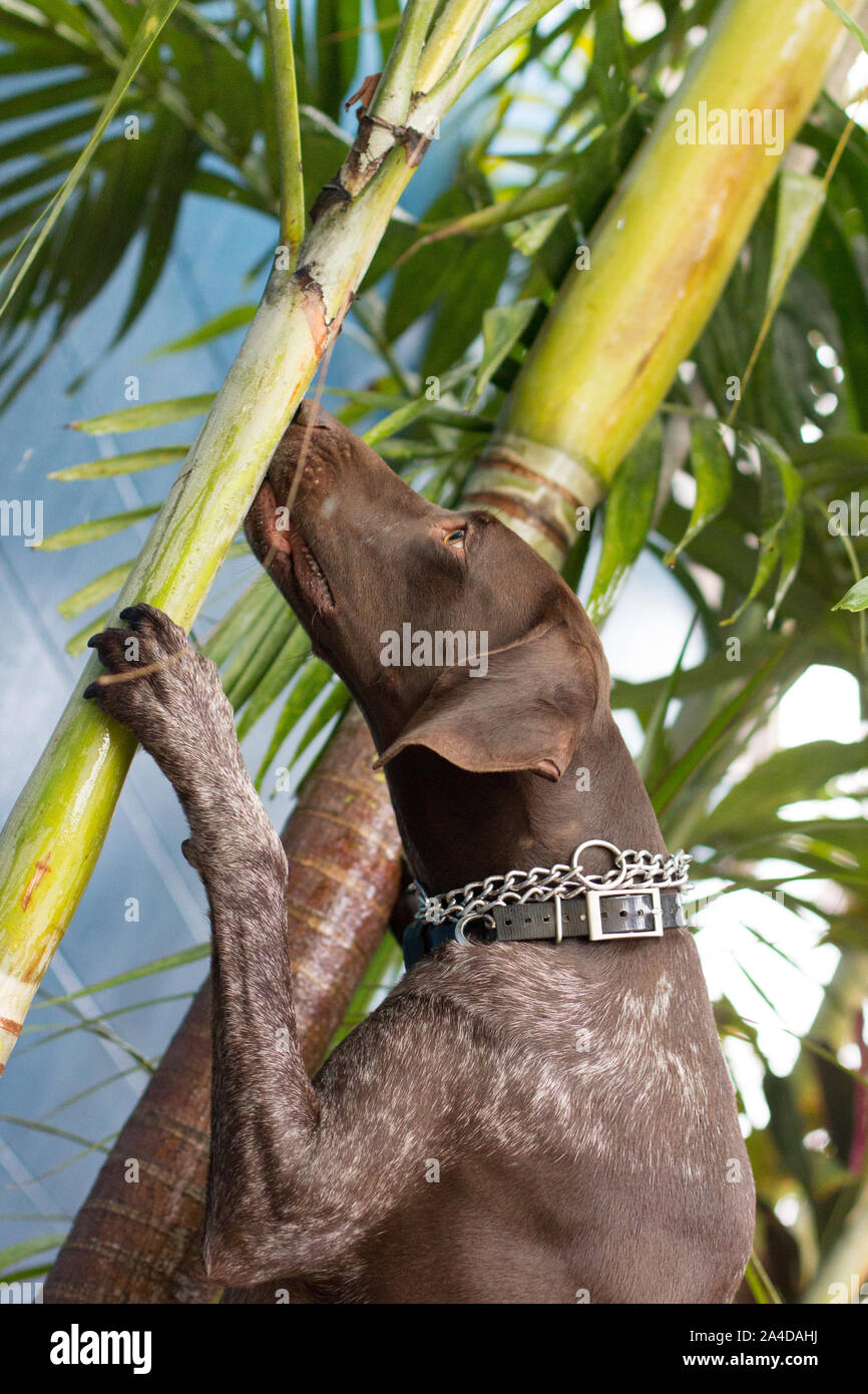German short-haired pointer dog looking up a palm tree, United States Stock Photo
