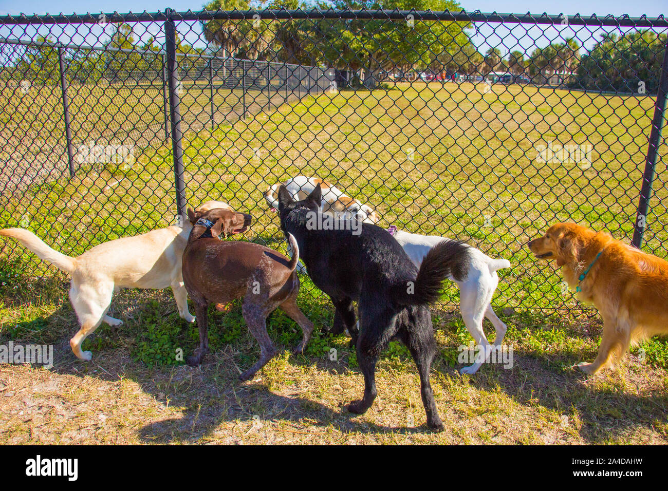 Group of dogs on either side of a fence in a public park, United States Stock Photo