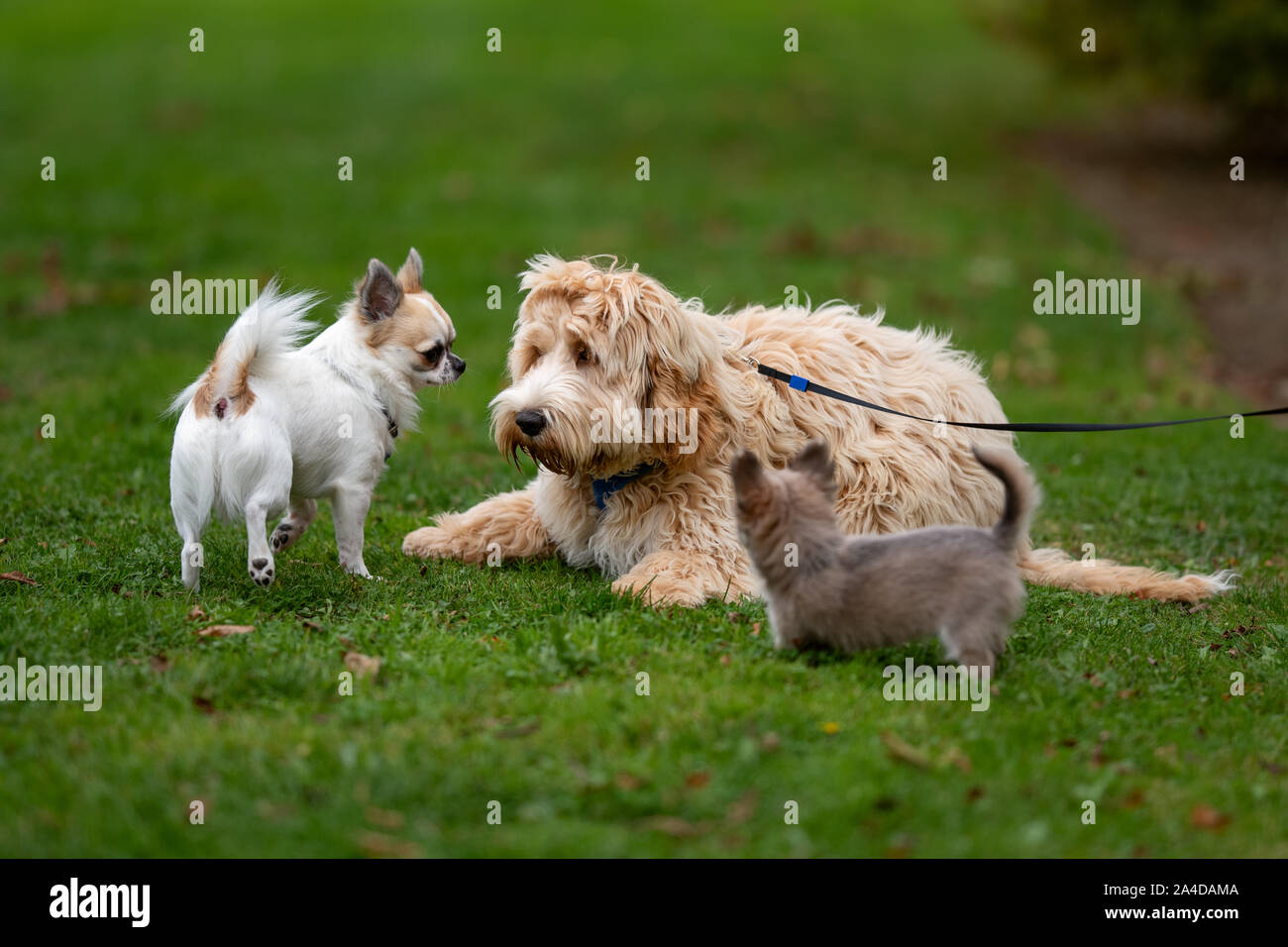 Three dogs in a public park, Ireland Stock Photo