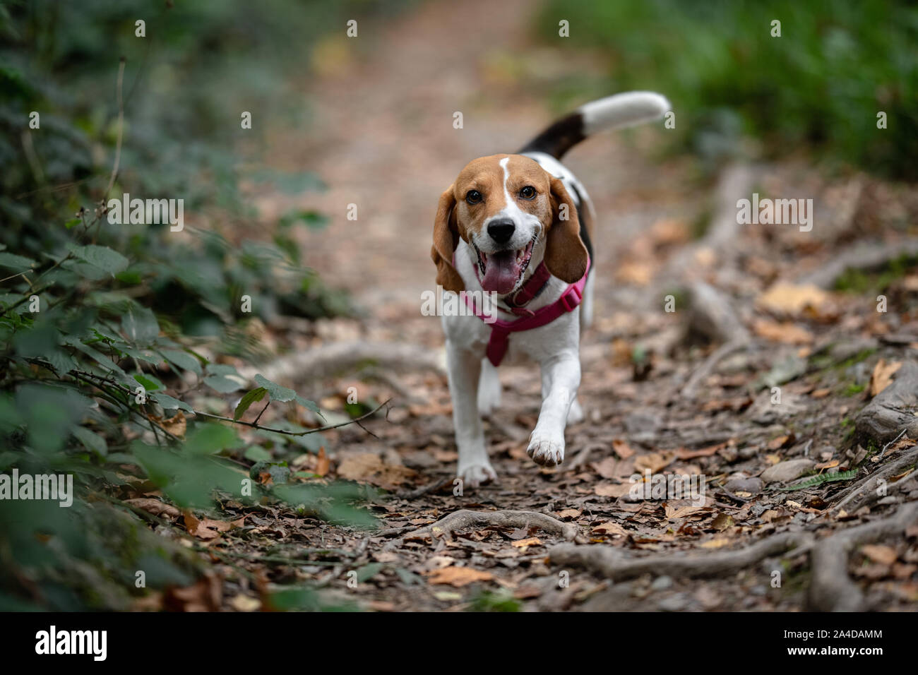 Dog walking along a footpath in the forest, Ireland Stock Photo