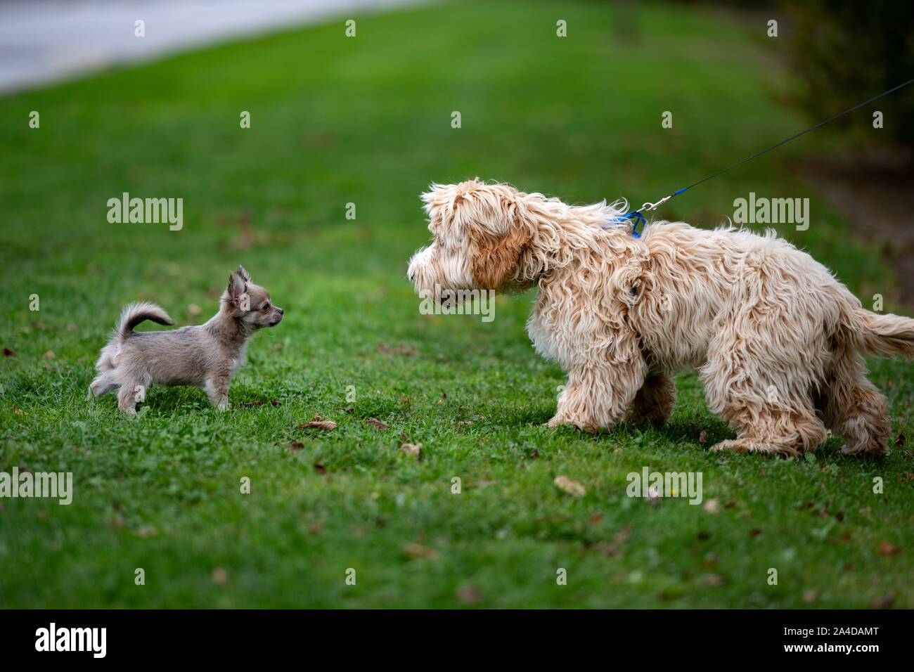 Two dogs checking each other out in a park, Ireland Stock Photo