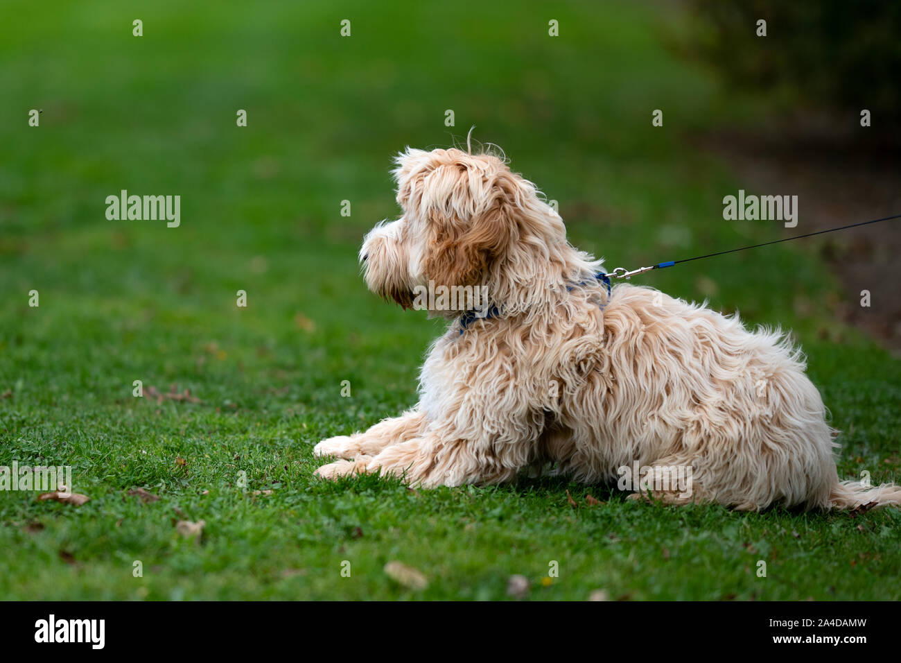 Portrait of a dog on a leash, Ireland Stock Photo