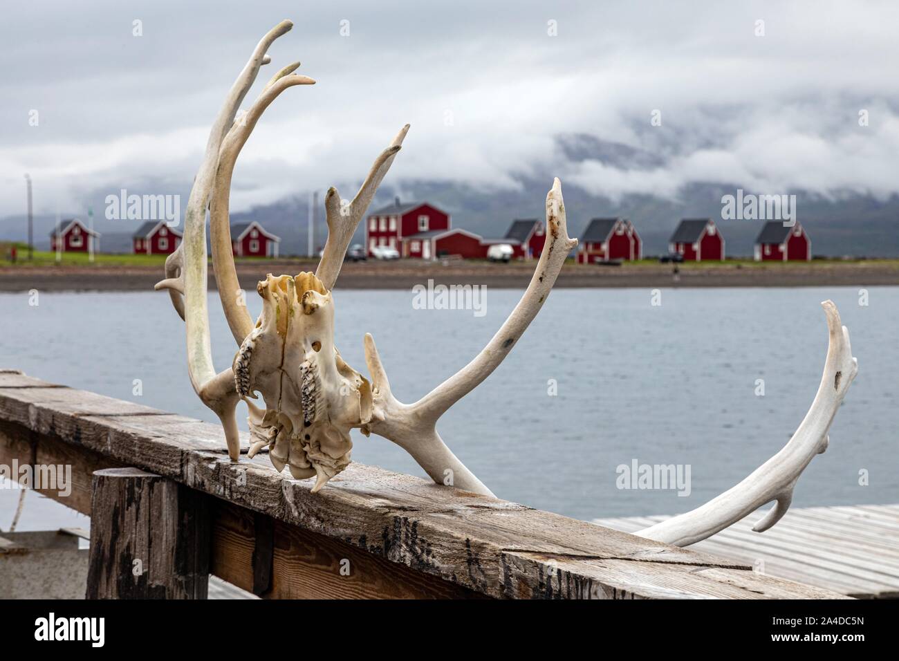 DEER ANTLERS ON THE PONTOON OF A HUNTER'S HOUSE, ESKIFJORDUR, ICELAND, EUROPE Stock Photo