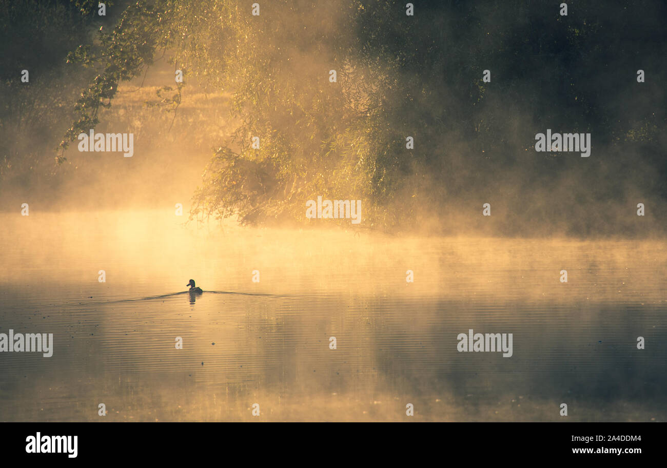 Silhouette of a swan swimming in a lake, Bushy park, Richmond upon Thames, United Kingdom Stock Photo