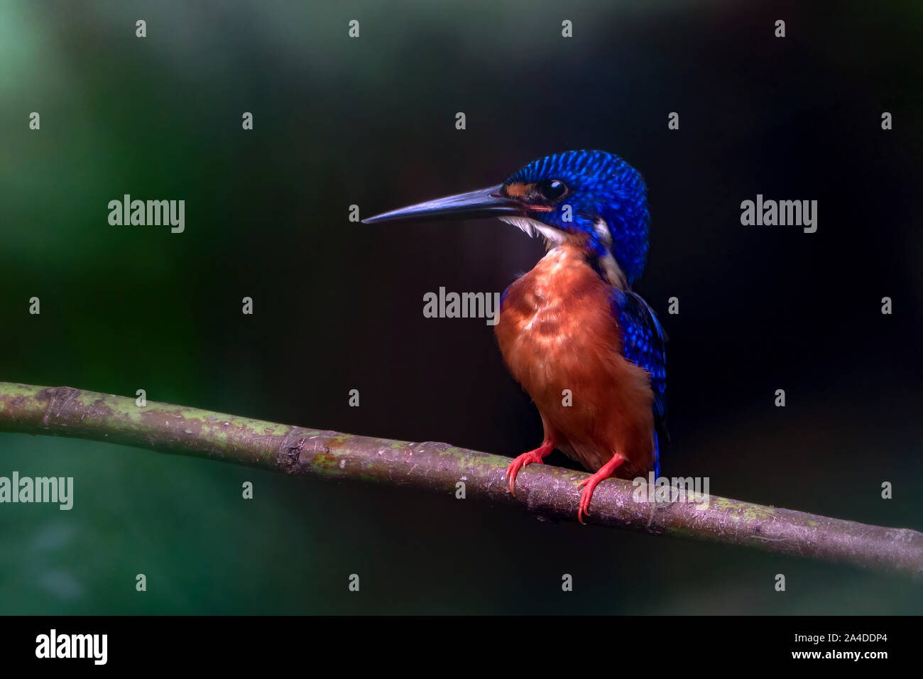 Blueeared kingfisher (Alcedo meninting) on a branch, Malaysia Stock