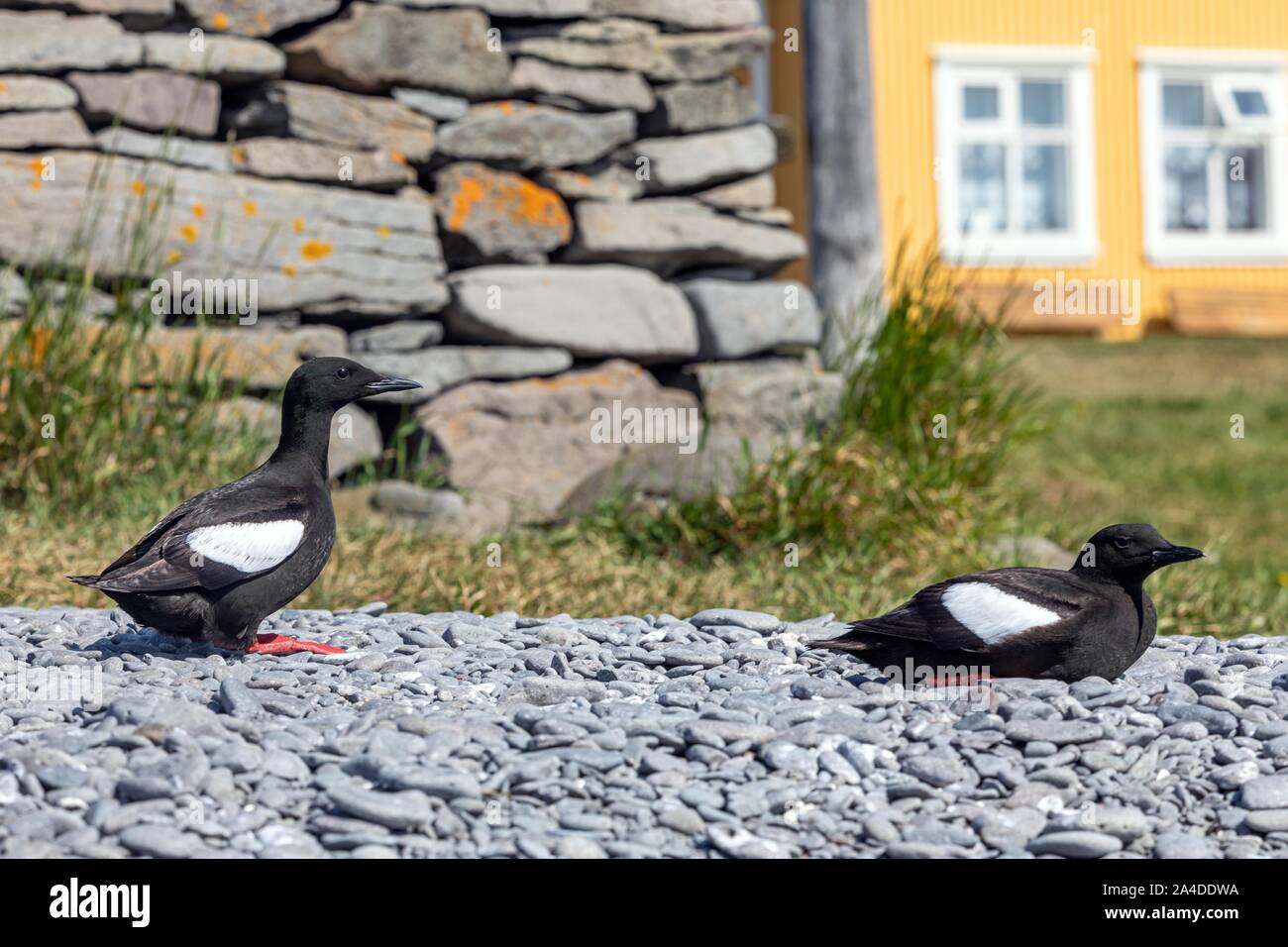 MARINE BIRDS, VIGUR ISLAND, SEABIRD SANCTUARY, ISAFJARDARJUP FJORD, ICELAND, EUROPE Stock Photo