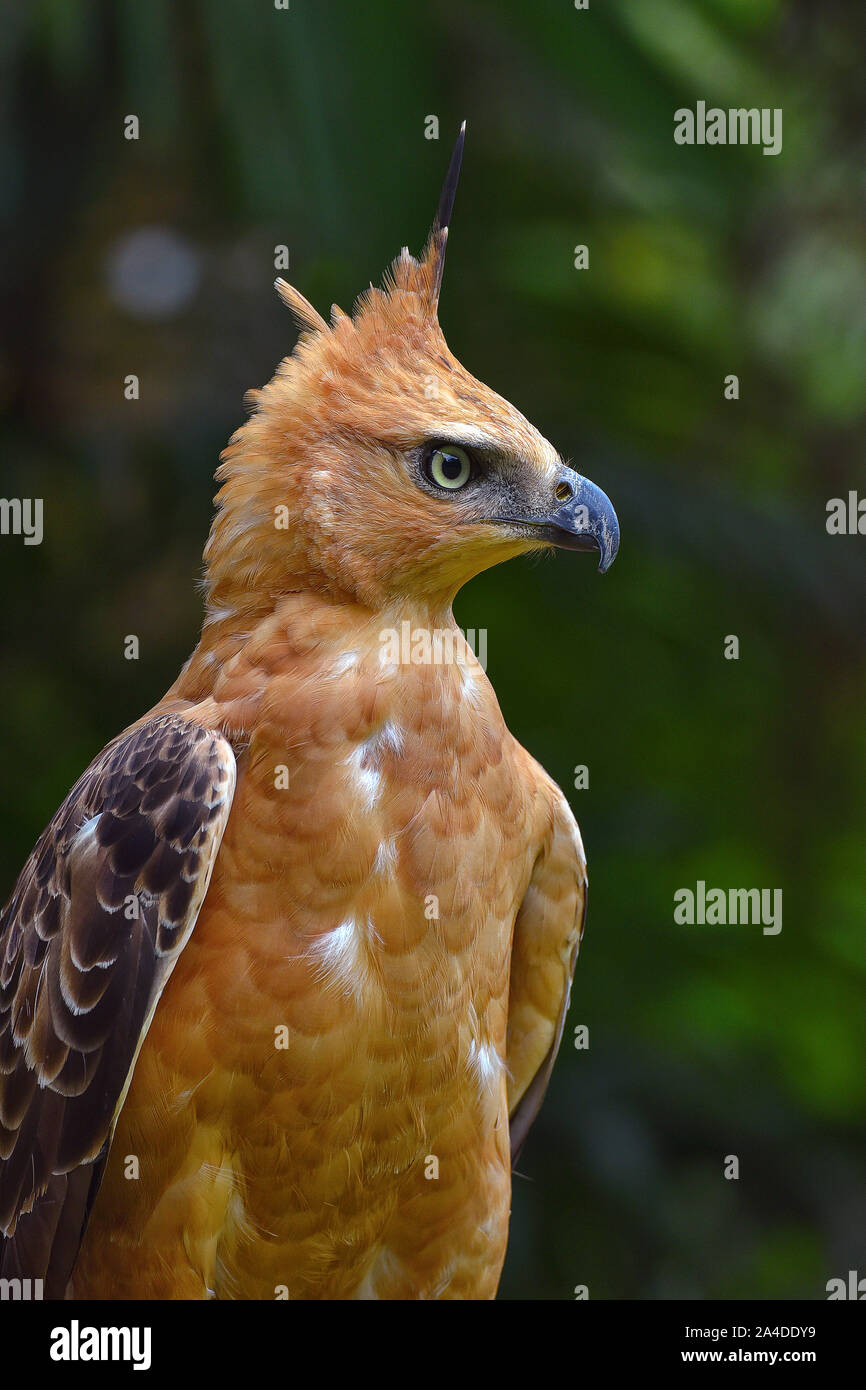 Portrait Of A Javan Hawk Eagle Indonesia Stock Photo Alamy