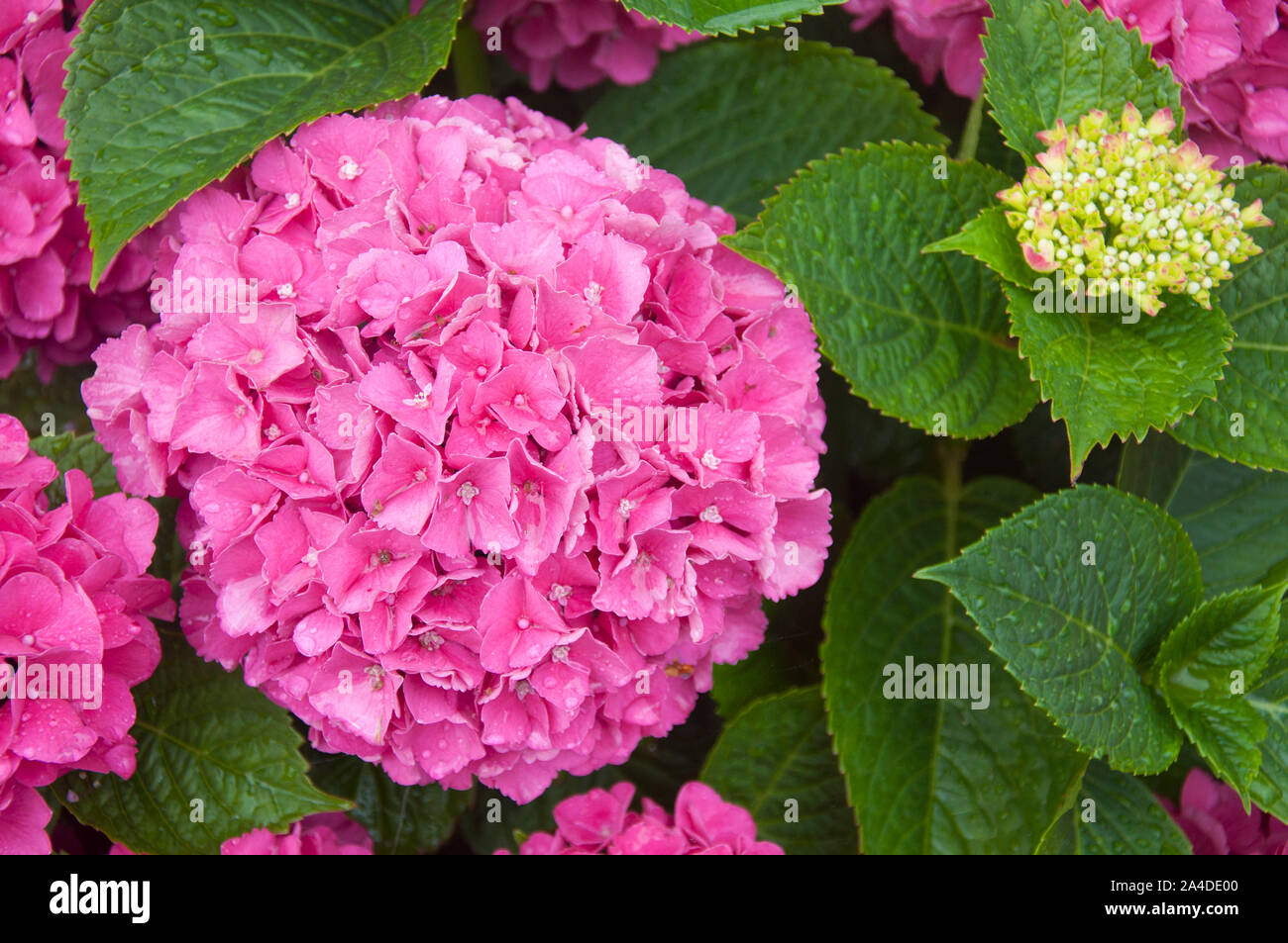 A Bunch Of Pink Hydrangea Stock Photo - Alamy