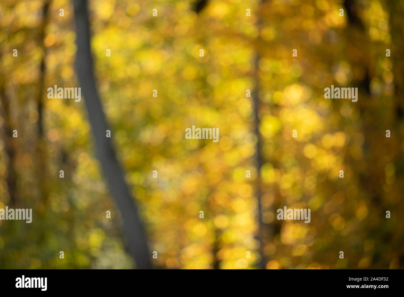 Abstract autumn tree background blurred, out of focus on bright. Stock Photo