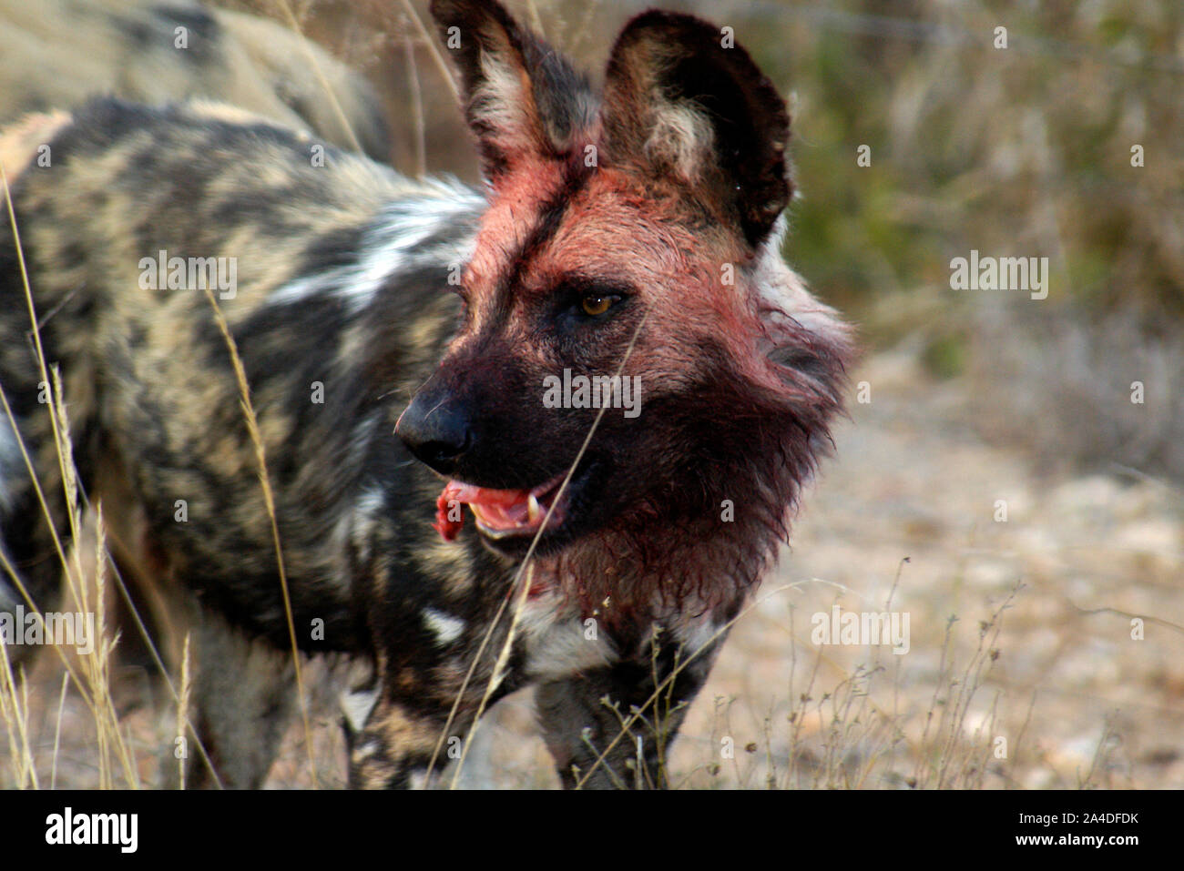 Do African Wild Dogs Attack Humans