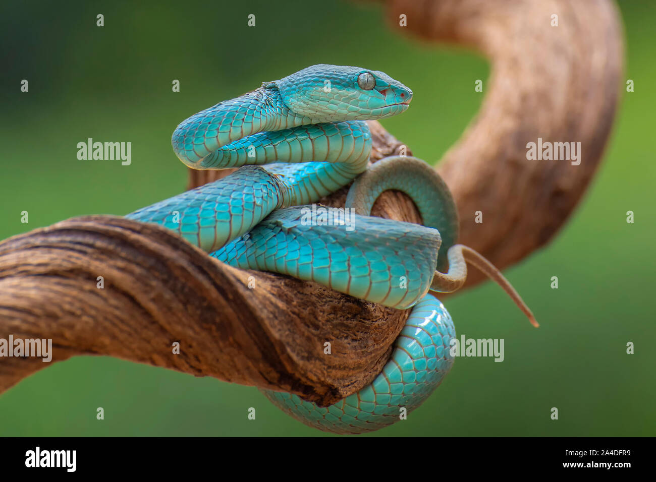 Blue white-lipped pit viper (Trimeresurus insularis) on a branch, Indonesia Stock Photo