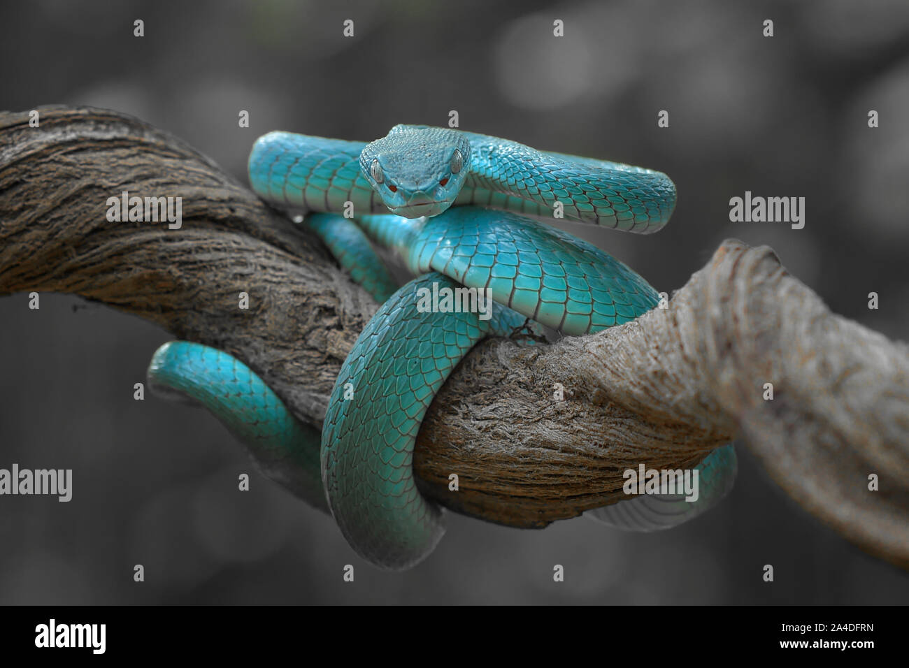 Blue white-lipped pit viper (Trimeresurus insularis) on a branch, Indonesia Stock Photo