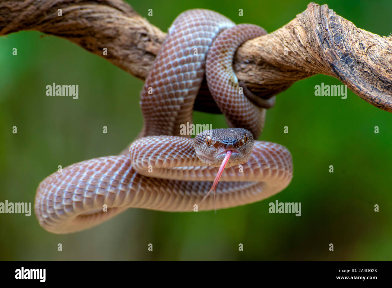 Mangrove pit viper on a branch, Indonesia Stock Photo