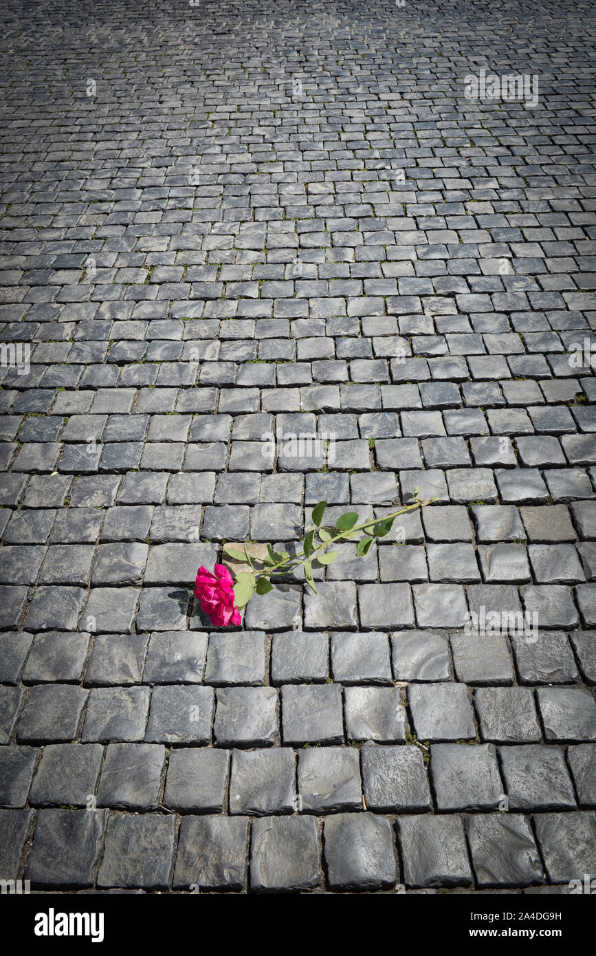 Red red rose street hires stock photography and images Alamy