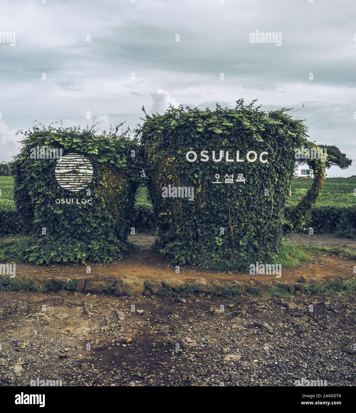 Osulloc hi res stock photography and images Alamy