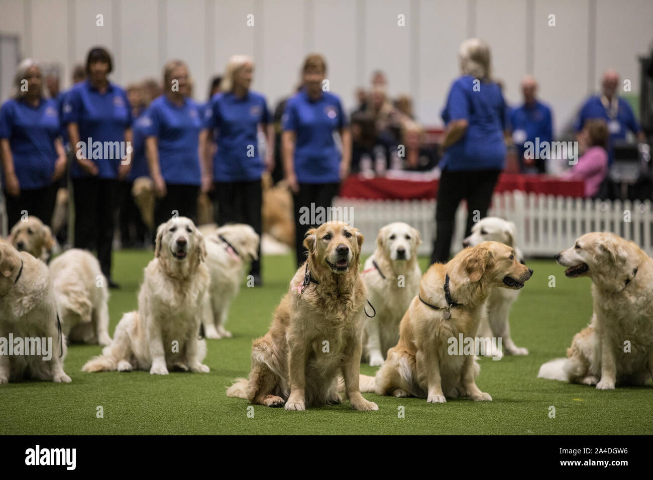 The Kennel Club Discovery Dogs exhibition at Excel London, UK Picture shows Southern Golden Retriever Display Team. Stock Photo