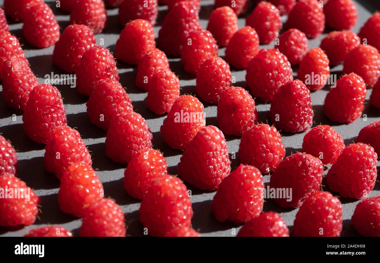 Pattern made of fresh raspberry. Fresh fruits. Flat lay, top view, square. Stock Photo