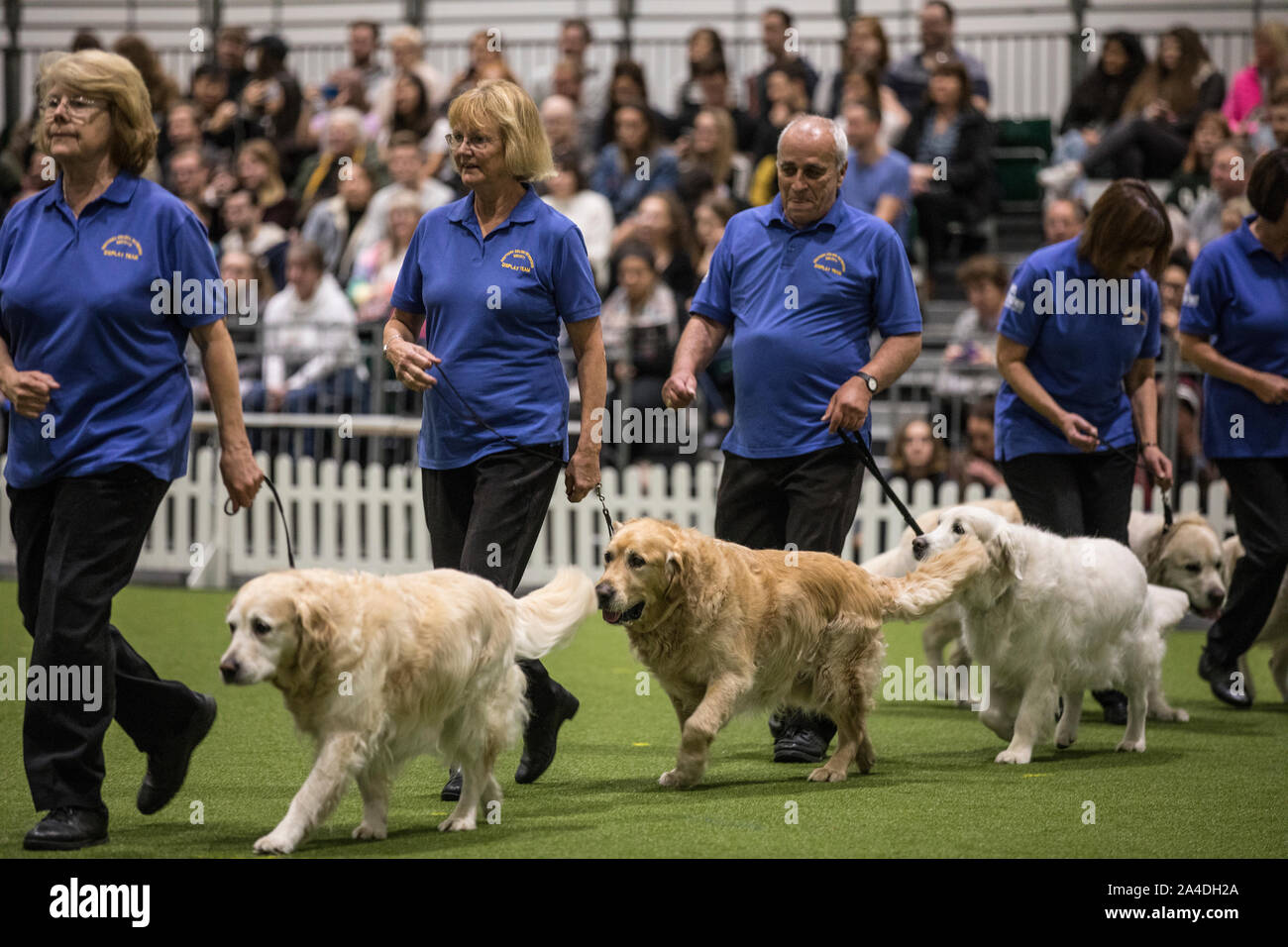 The Kennel Club Discovery Dogs exhibition at Excel London, UK Picture shows Southern Golden Retriever Display Team. Stock Photo