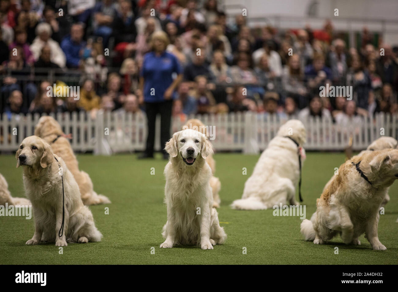 The Kennel Club Discovery Dogs exhibition at Excel London, UK Picture shows Southern Golden Retriever Display Team. Stock Photo
