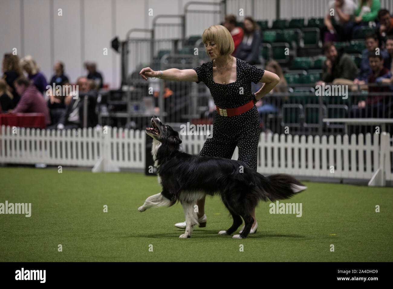 Kennel club hires stock photography and images Alamy