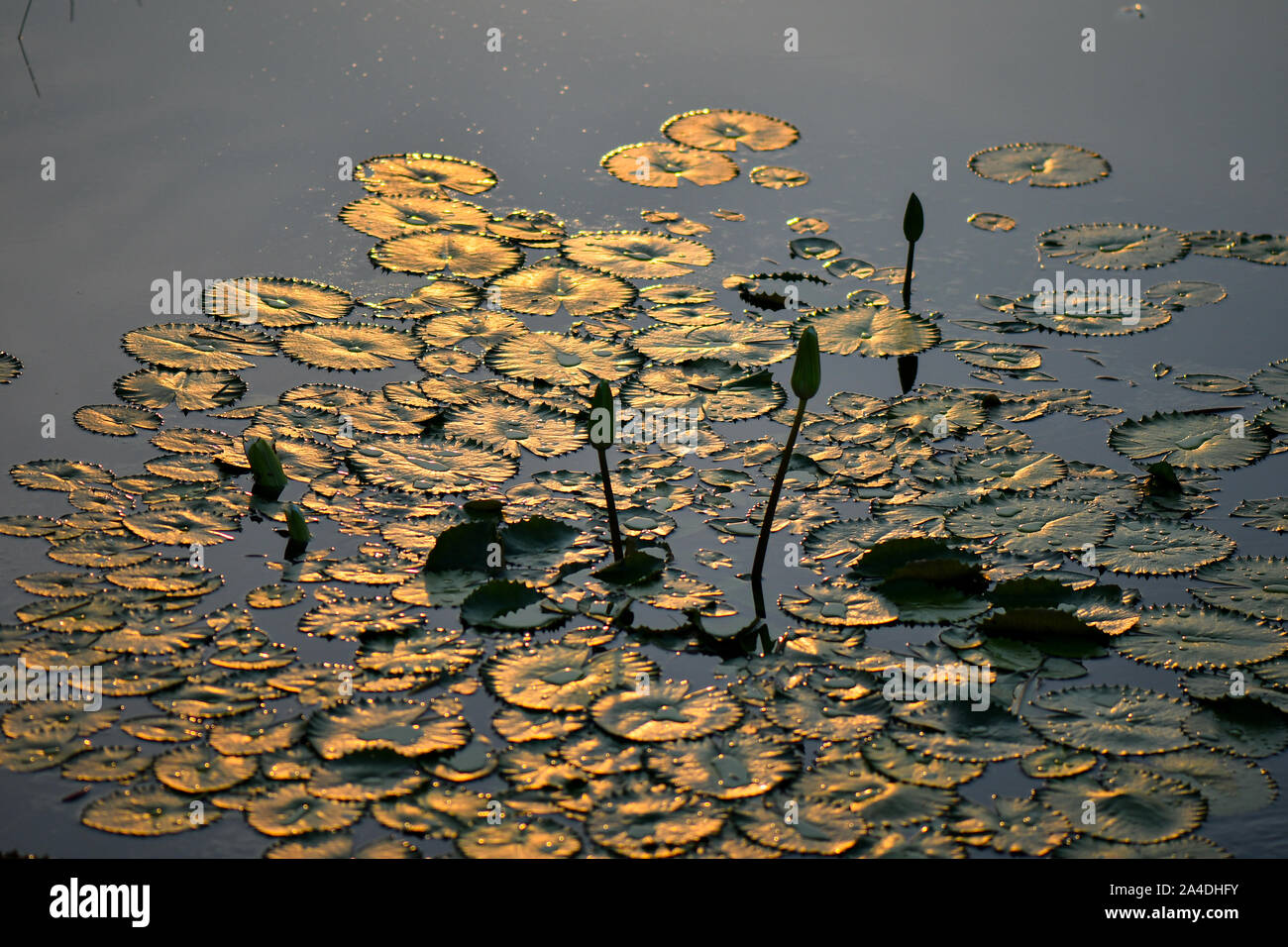 lotus flower bud and lily pad floating on water Stock Photo