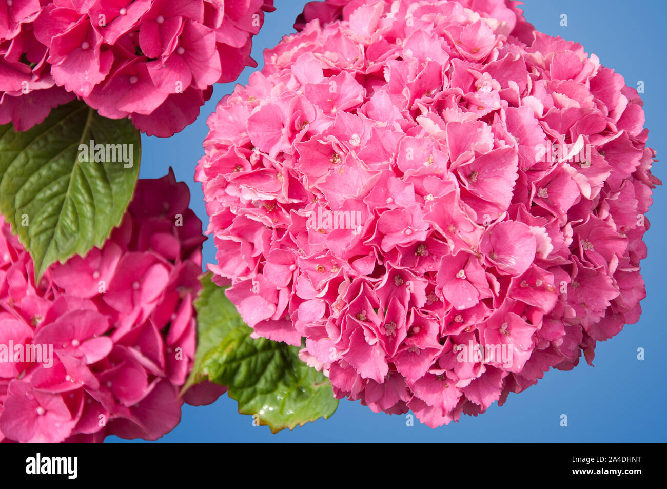 A Bunch of Pink Hydrangea Isolated Stock Photo - Alamy