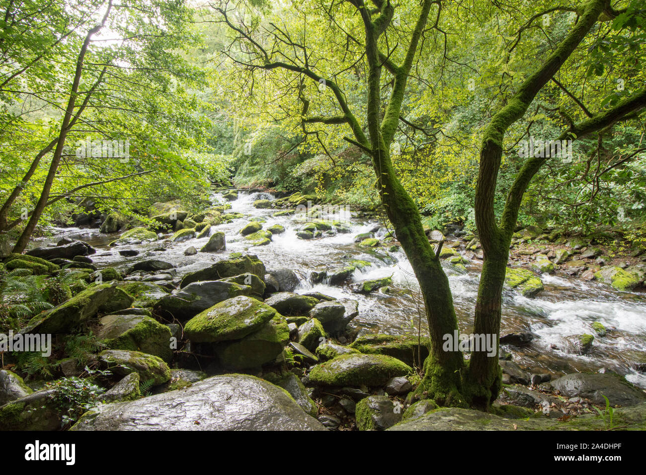 The East Lyn river flowing through woodland just below Watersmeet, Lynmouth, Devon, UK. September, Exmoor, Stock Photo