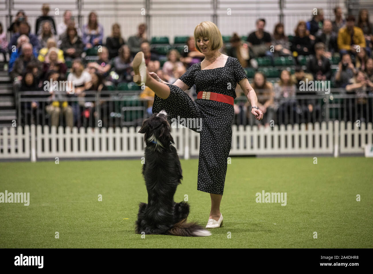 The Kennel Club Discovery Dogs exhibition at Excel London UK Picture shows Kath Hardman with her Denby (Collie aged 8) doing Heelwork to Music display Stock Photo