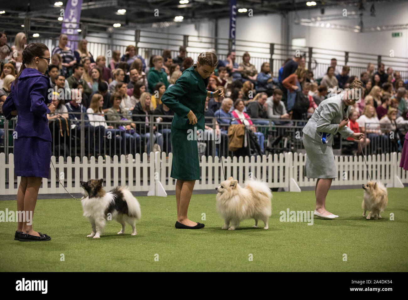 The Kennel Club Discovery Dogs exhibition at Excel London, UK Picture shows the final judging of the UK Junior Handler of the Year 2019. Stock Photo