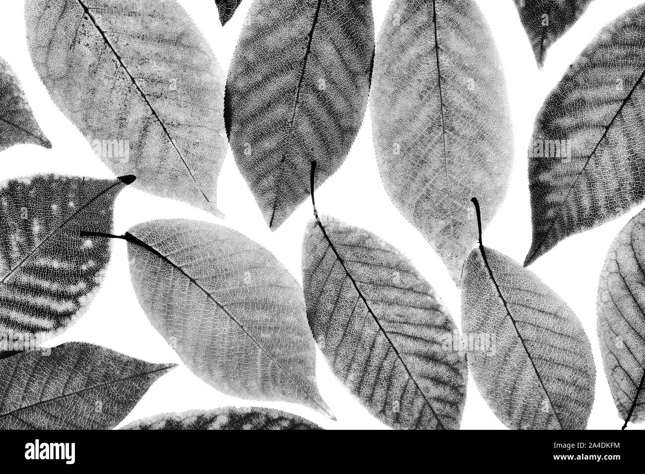 Backdrop of black and white autumn leaves. Flat lay, top view. Autumn, fall concept. Stock Photo