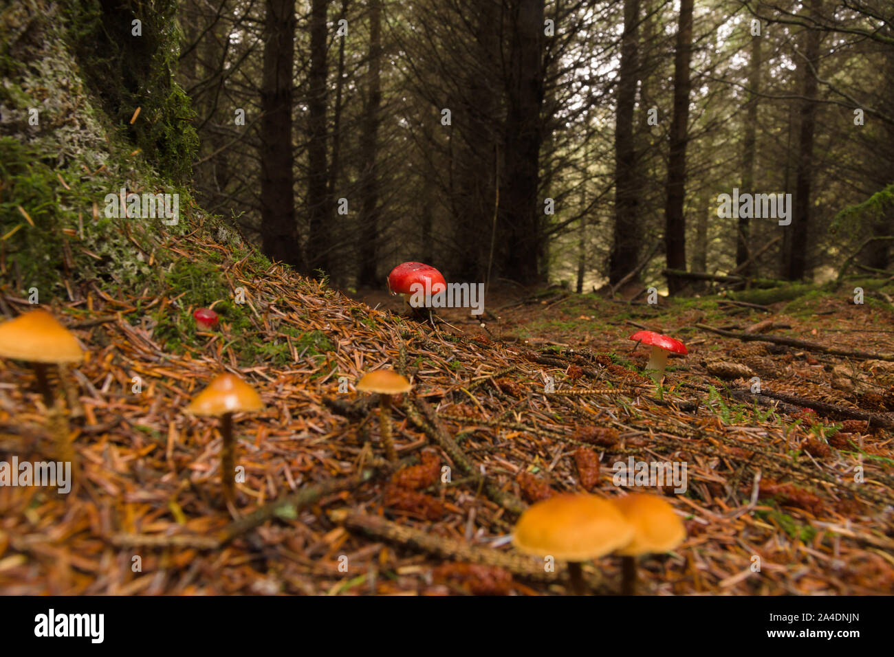 The Alwen Forest in North Wales managed by Natural Resources Wales or NRW with Russula emetica commonly known as the sickener a poisonous mushroom Stock Photo