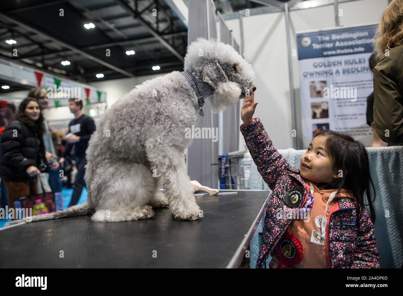 The Kennel Club Discovery Dogs exhibition at Excel London, UK. Picture shows a child stroking a Bedlington Terrier in one of the discovery booths. Stock Photo