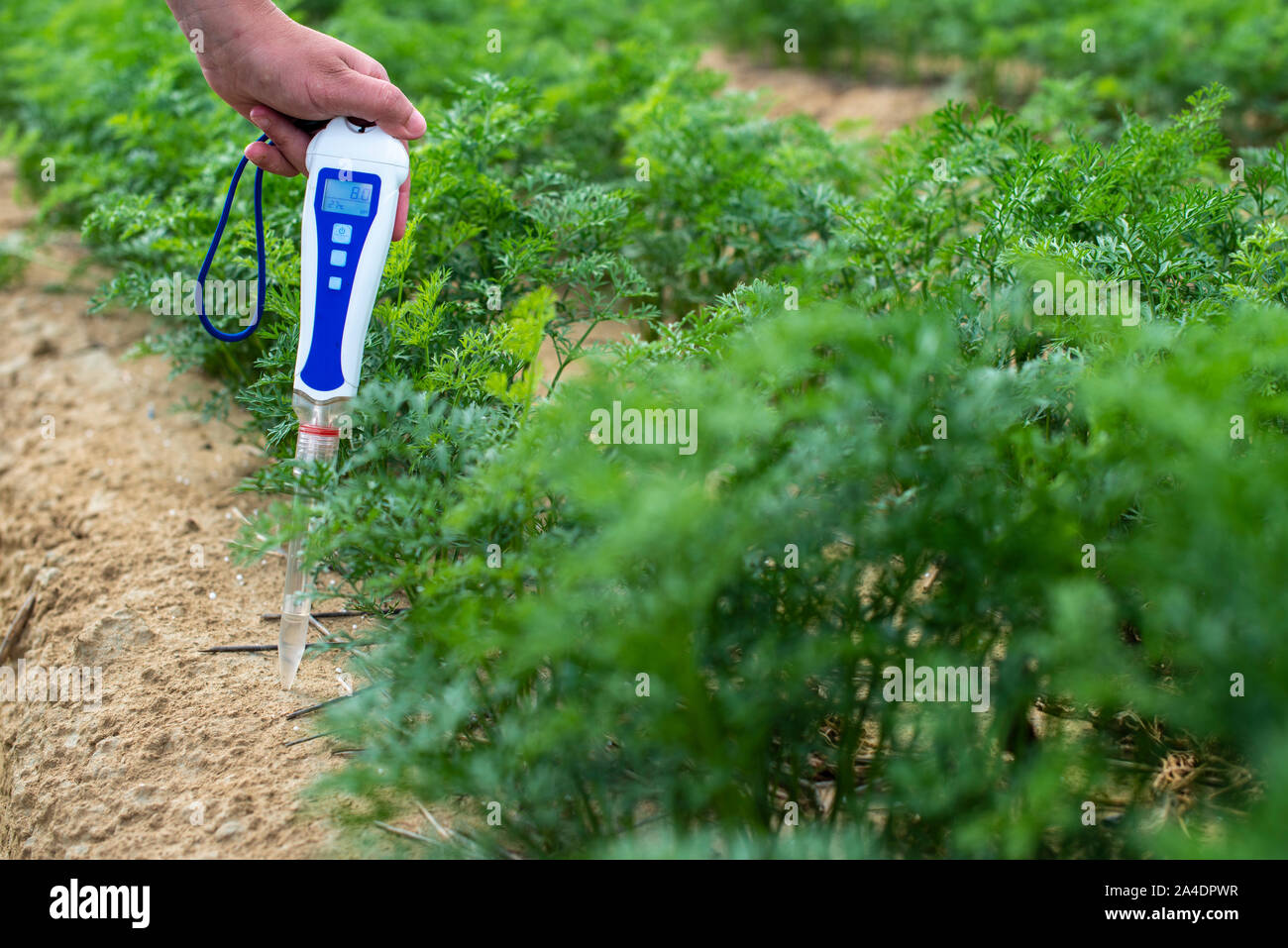 Measure soil with digital device. Green plants and woman farmer measure
