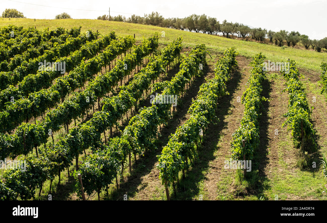 Vineyards on hill in a row. Winery in valley. Stock Photo