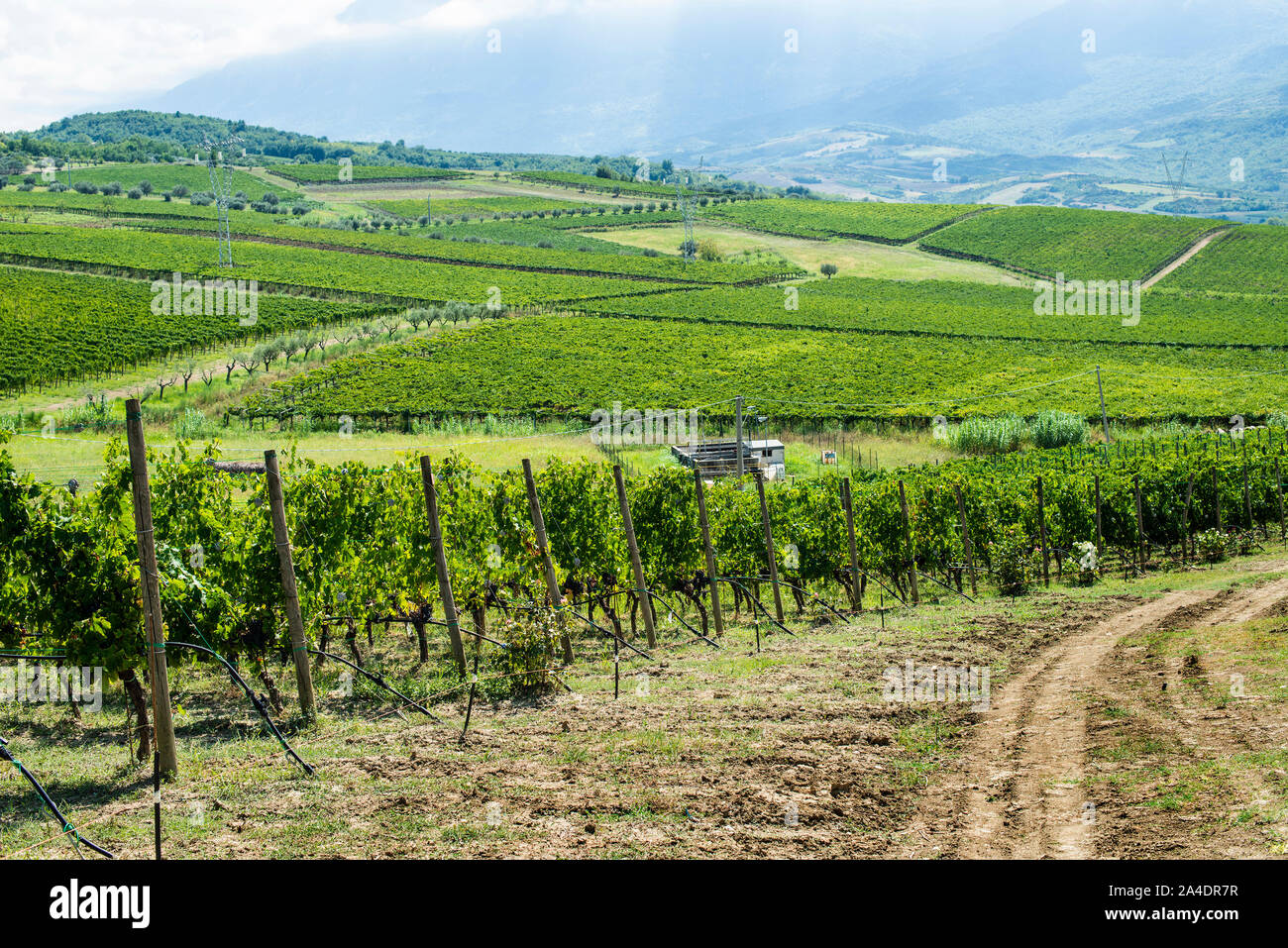 Vineyards on hill in a row. Winery in valley. Stock Photo