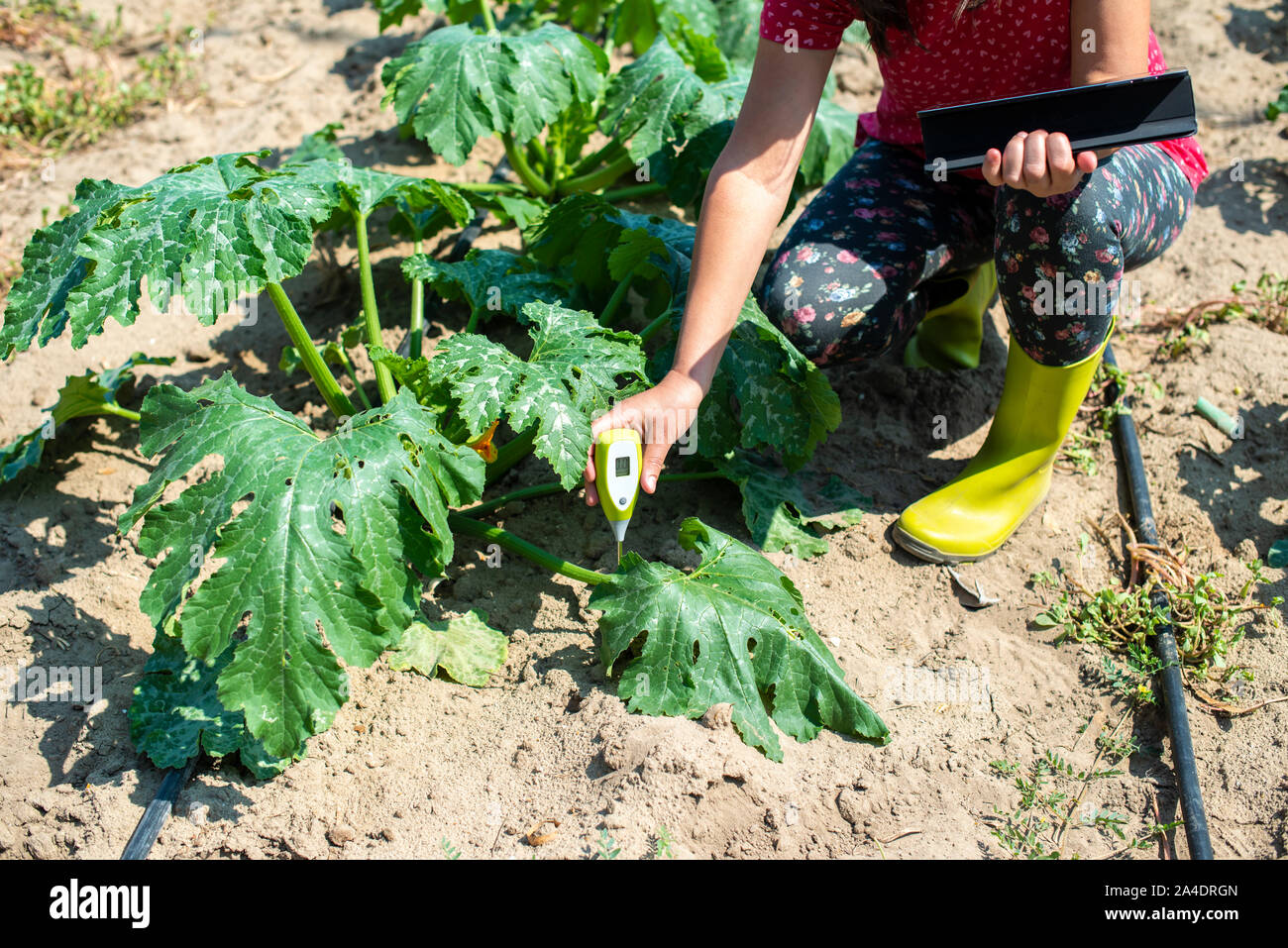 Farmer measure soil in Zucchini plantation. Soil measure device and