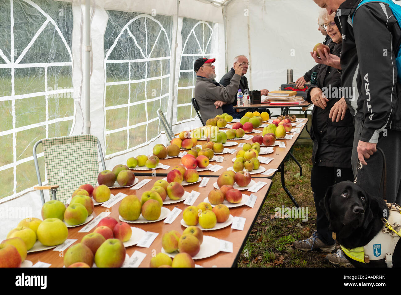 Display of apple varieties at Blackmoor Apple Tasting Day during October in the Hampshire village, UK Stock Photo