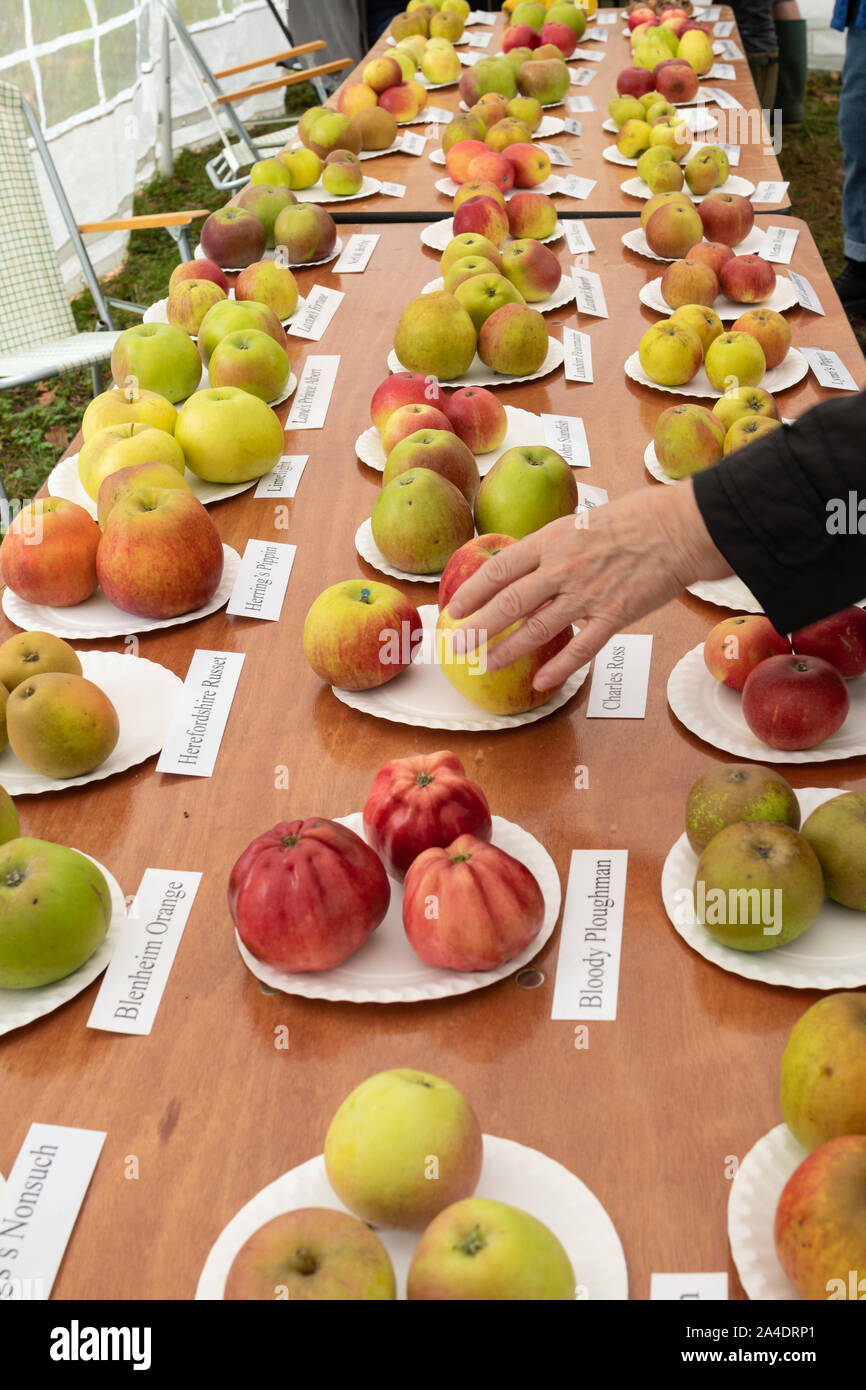 Display of apple varieties at Blackmoor Apple Tasting Day during October in the Hampshire village, UK Stock Photo