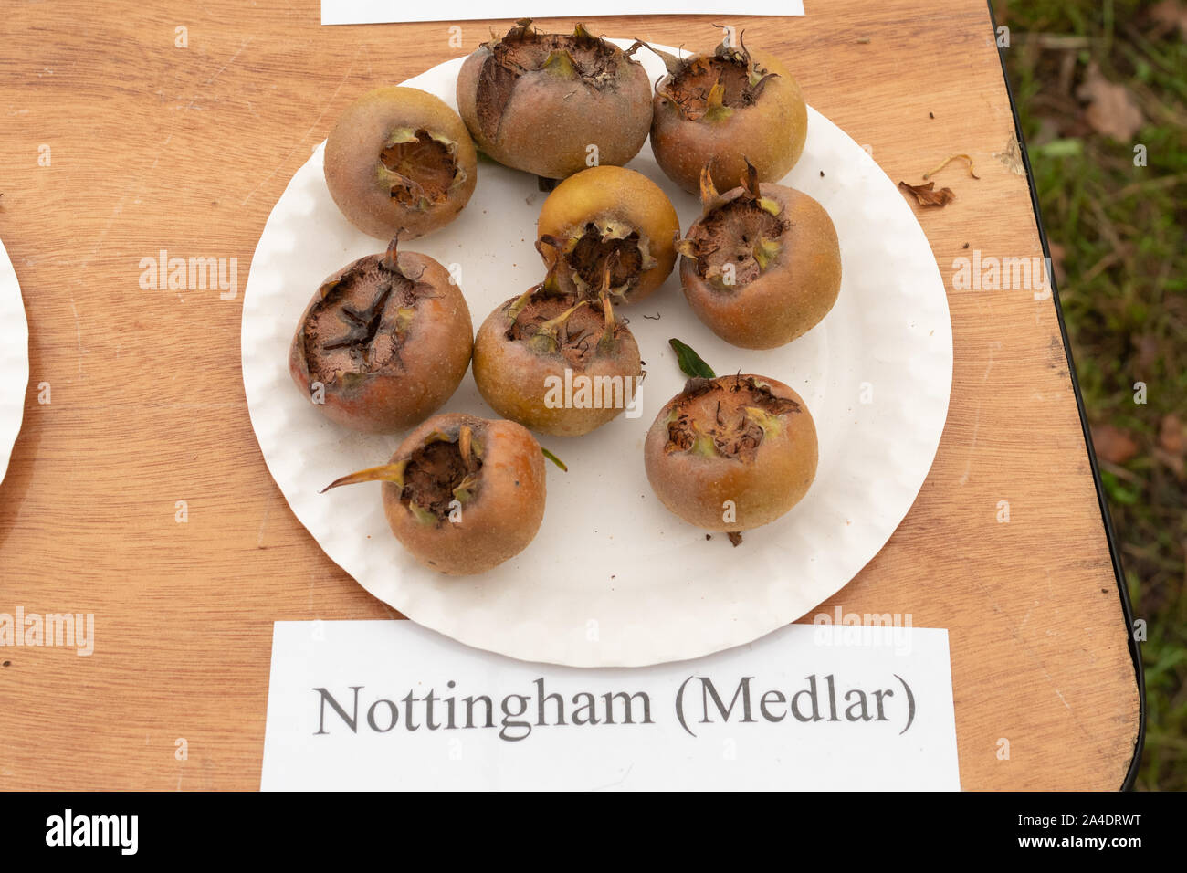 Plate of fruits from a Nottingham medlar (Mespilus germanica) tree Stock Photo
