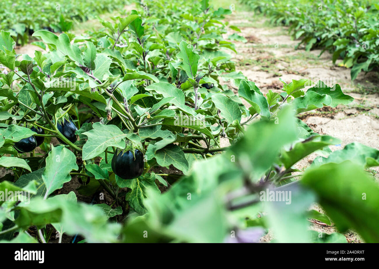Eggplant on the field. Growing Eggplant in plantation Stock Photo Alamy