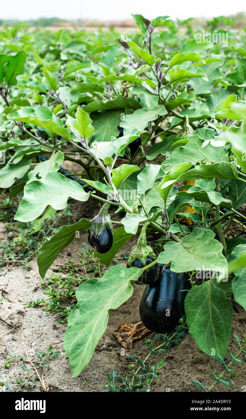 Eggplant on the field. Growing Eggplant in plantation Stock Photo Alamy