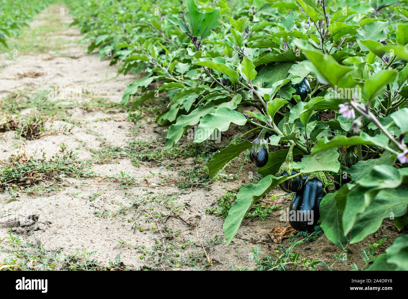 Eggplant on the field. Growing Eggplant in plantation Stock Photo Alamy