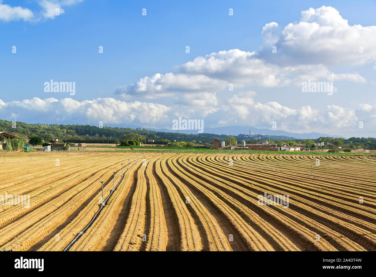 Farm land at day light with vanishing point of view of crop rows in a  agricultural field. Agriculture background and cloudy sky with empty copy  space Stock Photo - Alamy