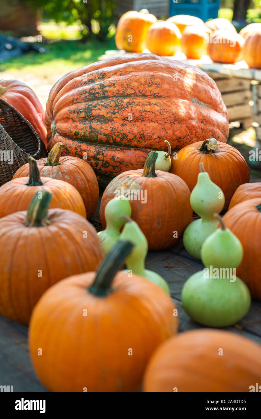 Variety of many pumpkins on the market. Different types pumpkins arranged on wooden table. Pumpkin background. Halloween graphic resources. Stock Photo