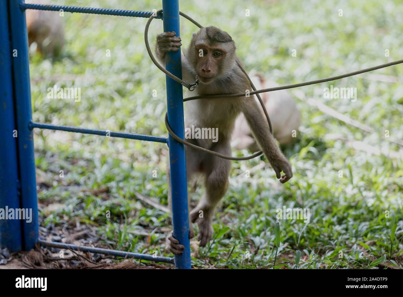 A monkey learns to solve a rope around itself during a training session of collecting coconuts for agriculture at the monkey school in Surat Thani, south of Bangkok. Stock Photo